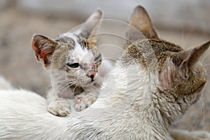Vagrant sick cats. Homeless wild cats on dirty street in AsiaÂ 